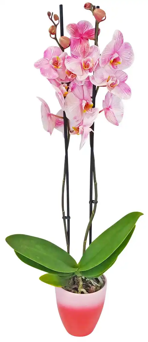 Bild 2 von Orchidee im Keramik-Übertopf