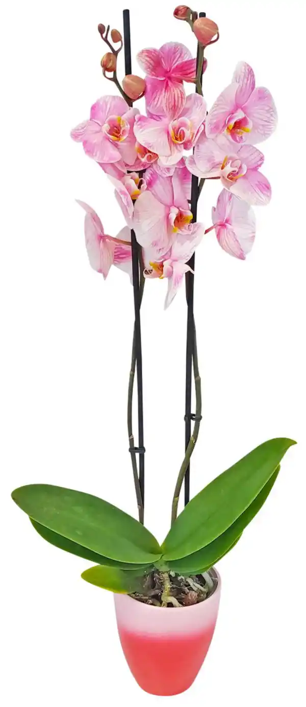 Bild 2 von Orchidee im Keramik-Übertopf