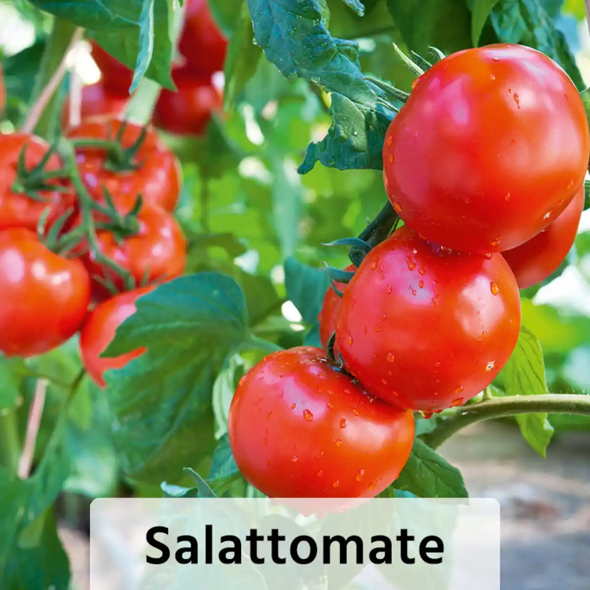 Bild 2 von Finest Garden Veredelte Gemüsepflanze