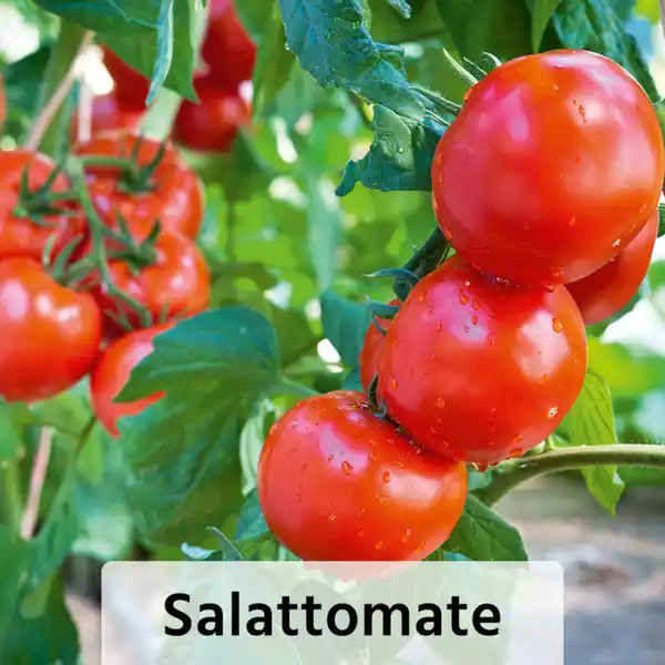 Bild 2 von Finest Garden Veredelte Gemüsepflanze