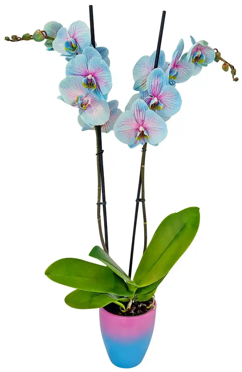 Bild 1 von Orchidee im Keramik-Übertopf