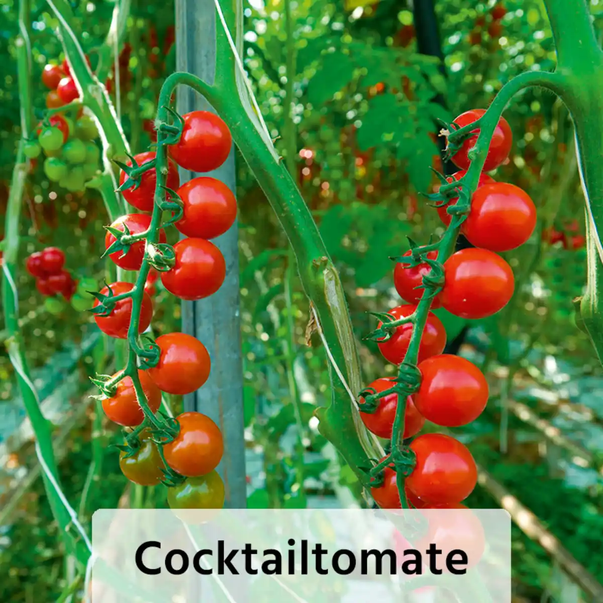 Bild 3 von Finest Garden Veredelte Gemüsepflanze