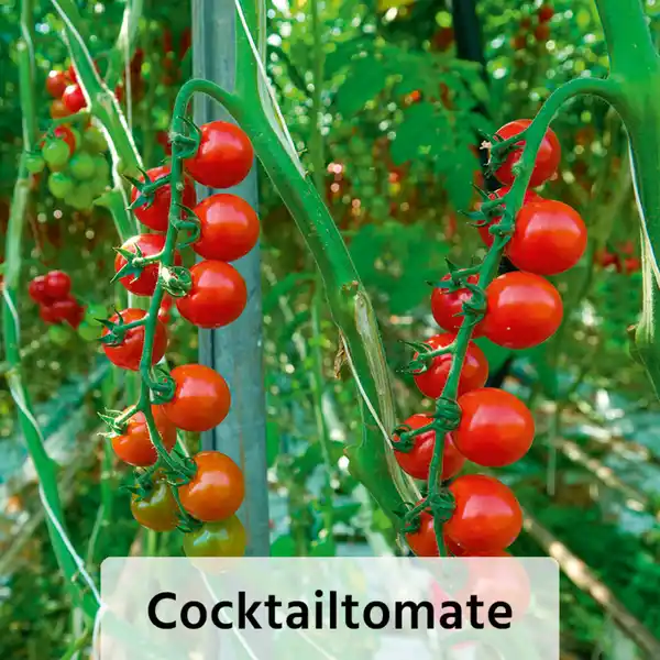 Bild 3 von Finest Garden Veredelte Gemüsepflanze