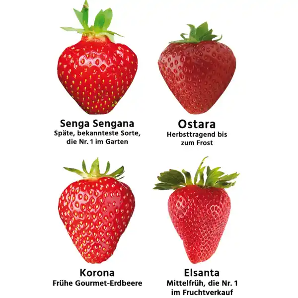 Bild 3 von Finest Garden Erdbeerpflanzen