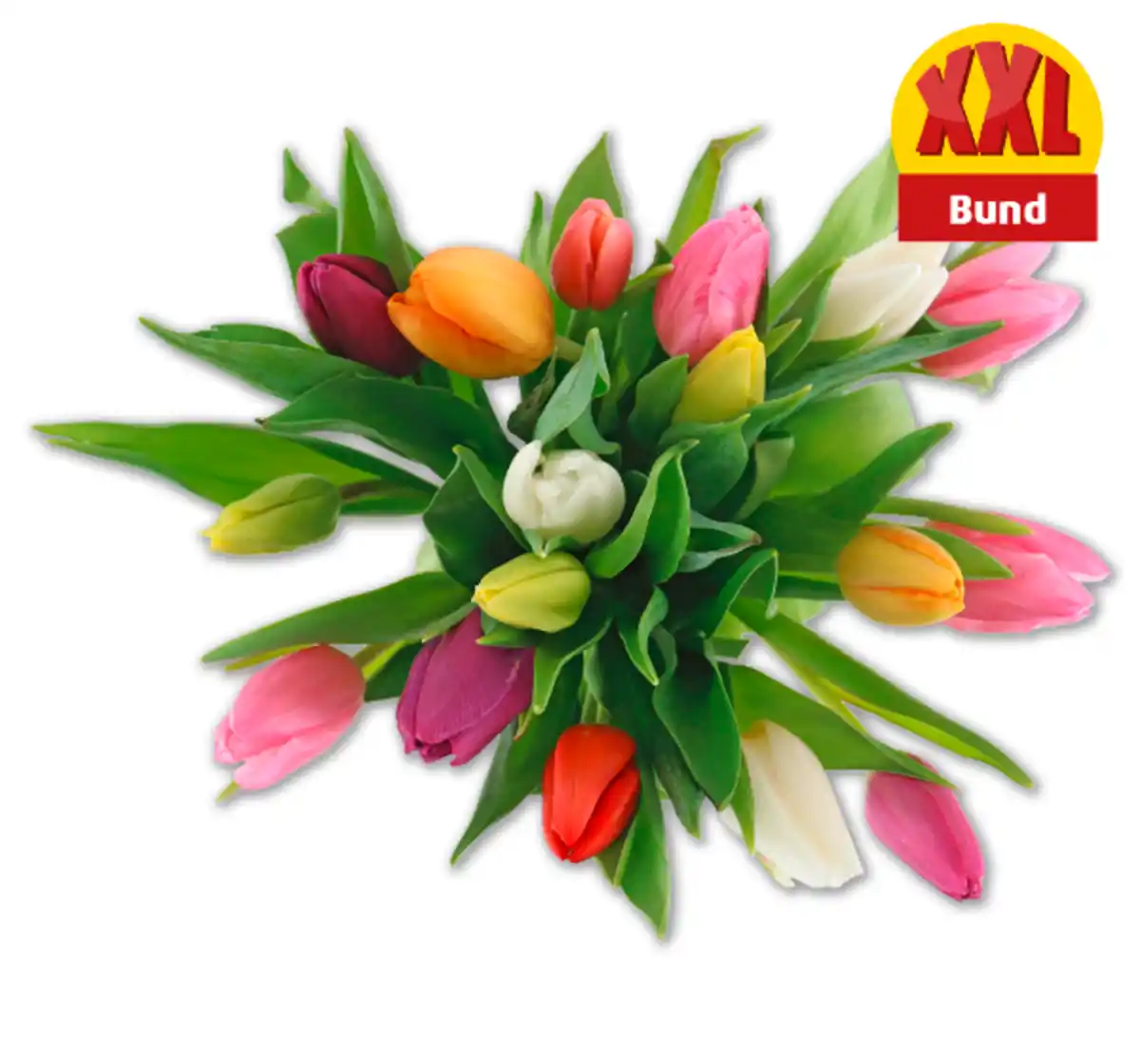 Bild 1 von Tulpen Harlekin*