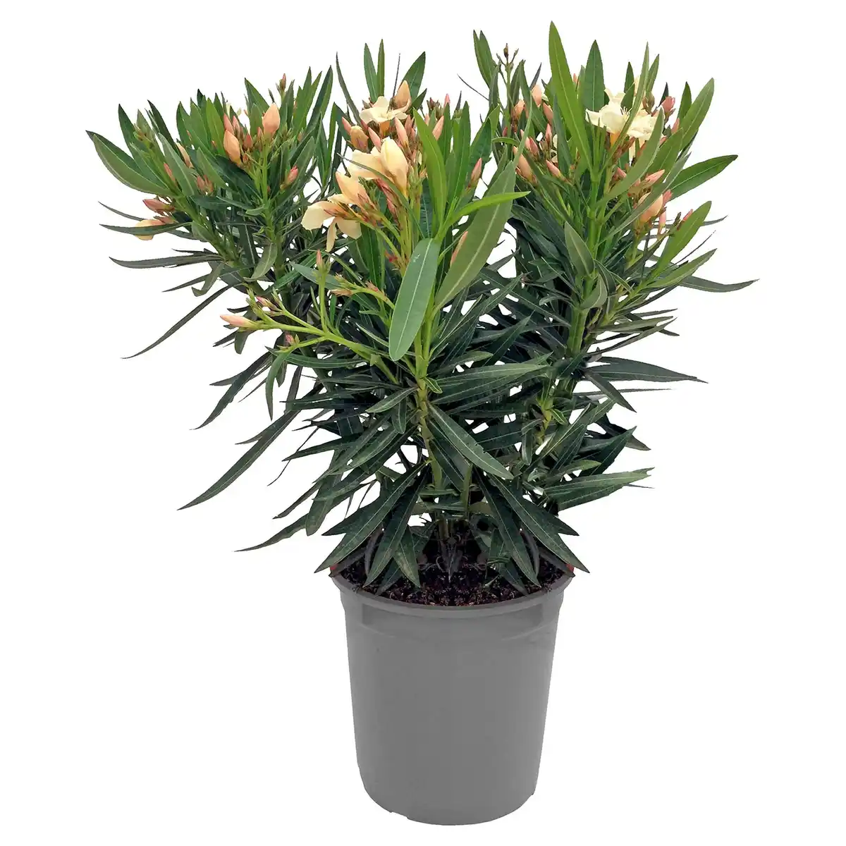 Bild 1 von GARDENLINE Oleander Busch lachs/gelb