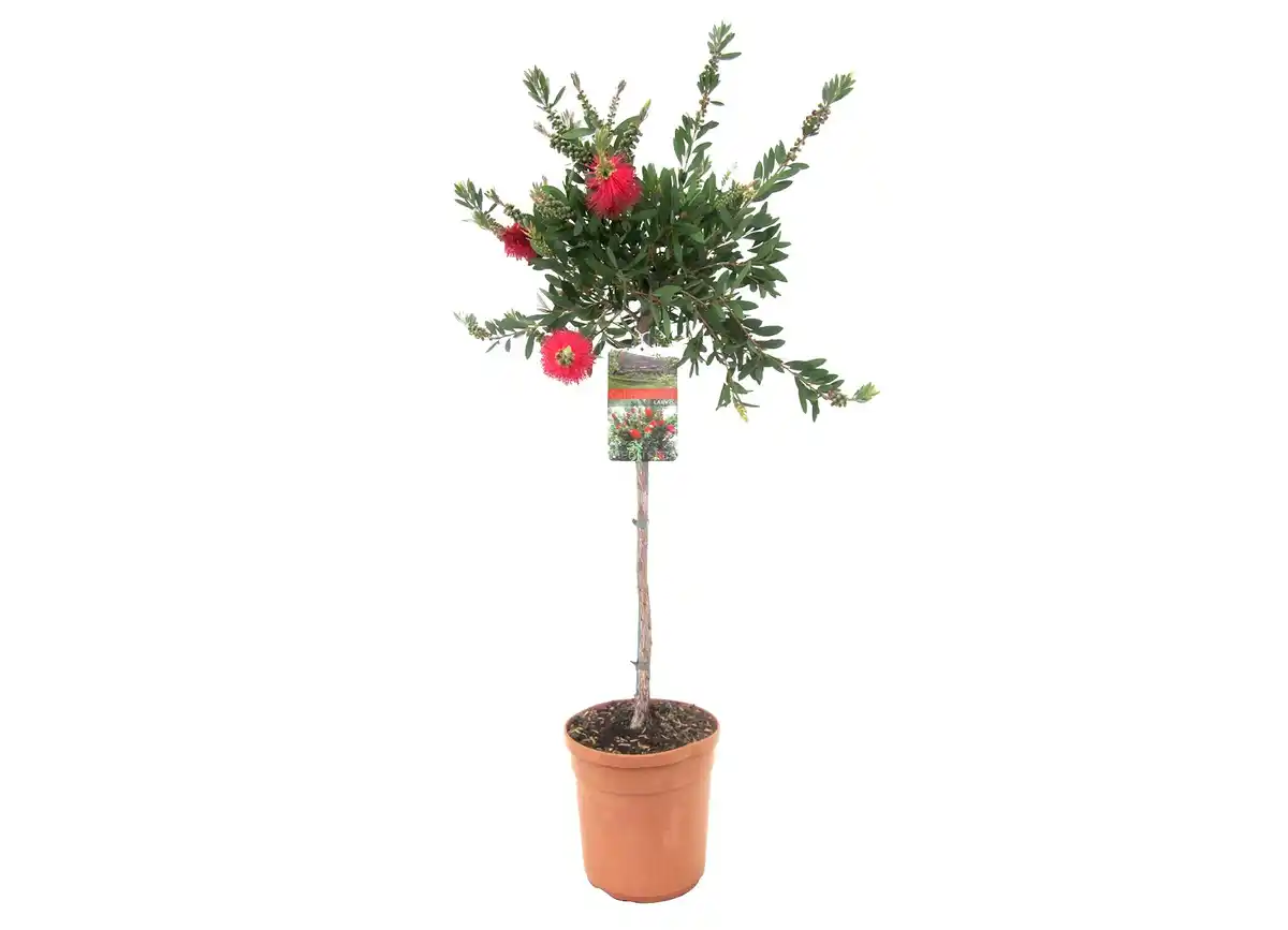 Bild 1 von Zylinderputzer am Stamm