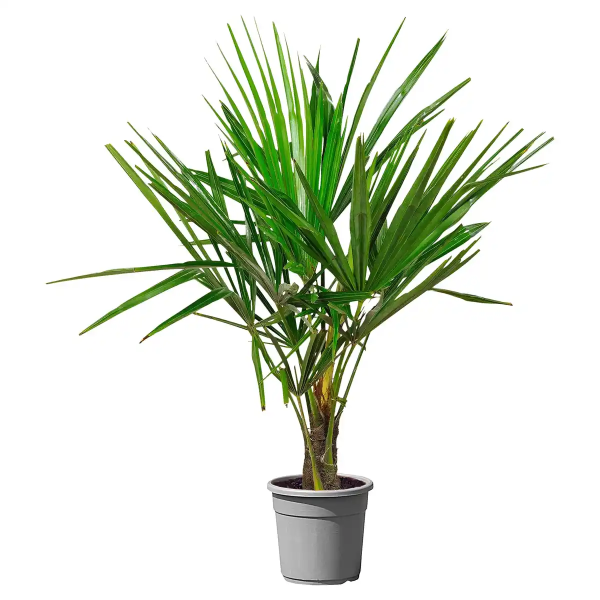 Bild 1 von GARDENLINE Chin. Hanfpalme