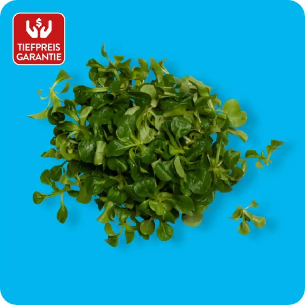 Bild 1 von   Feldsalat, Ursprung: Deutschland / Frankreich / Italien