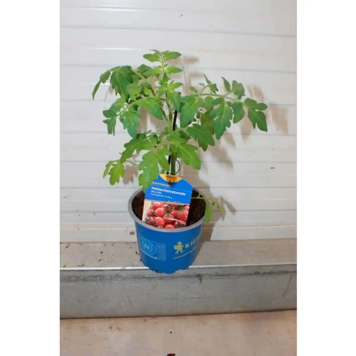 Bild 2 von Tomatenpflanze, veredelt, im Topf Ø: 12 cm