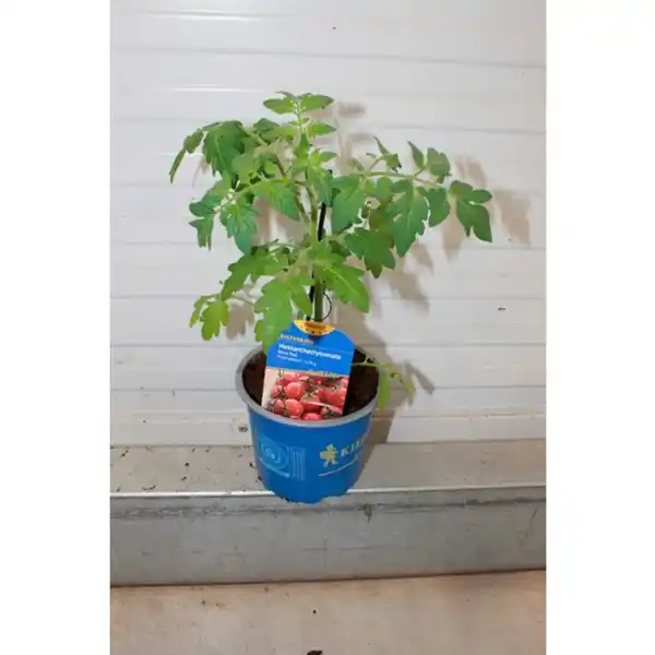 Bild 2 von Tomatenpflanze, veredelt, im Topf Ø: 12 cm