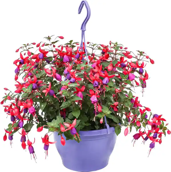 Bild 1 von Ampelpflanzen Mix 21 cm Topf