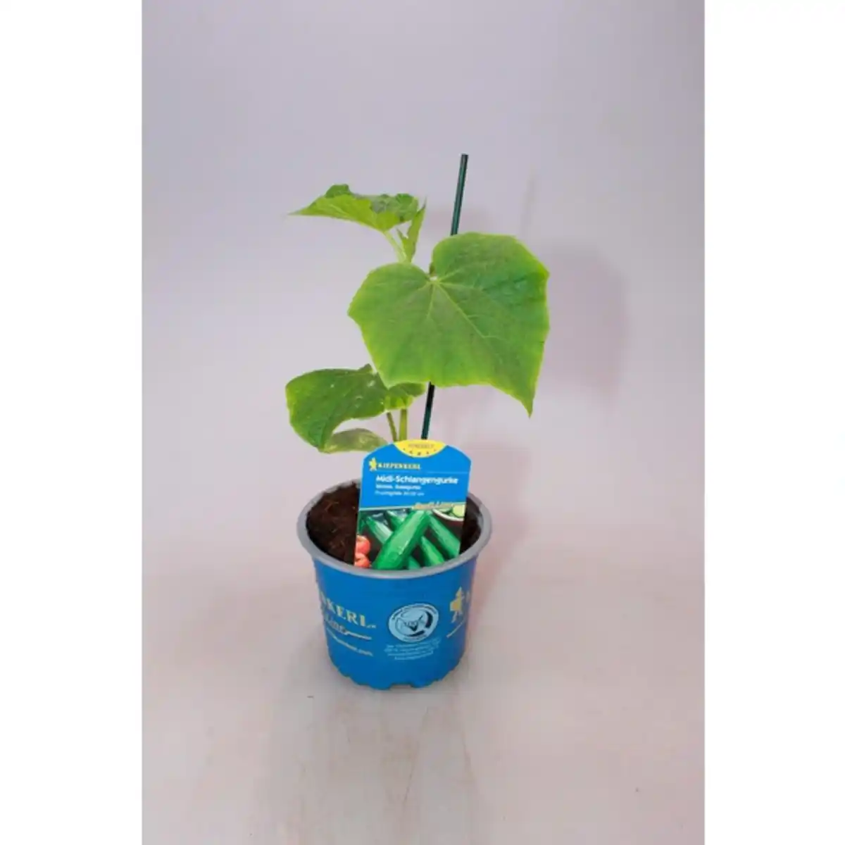 Bild 1 von Gurkenpflanze Cucumis sativus »Midele«, veredelt, im Topf Ø: 12 cm