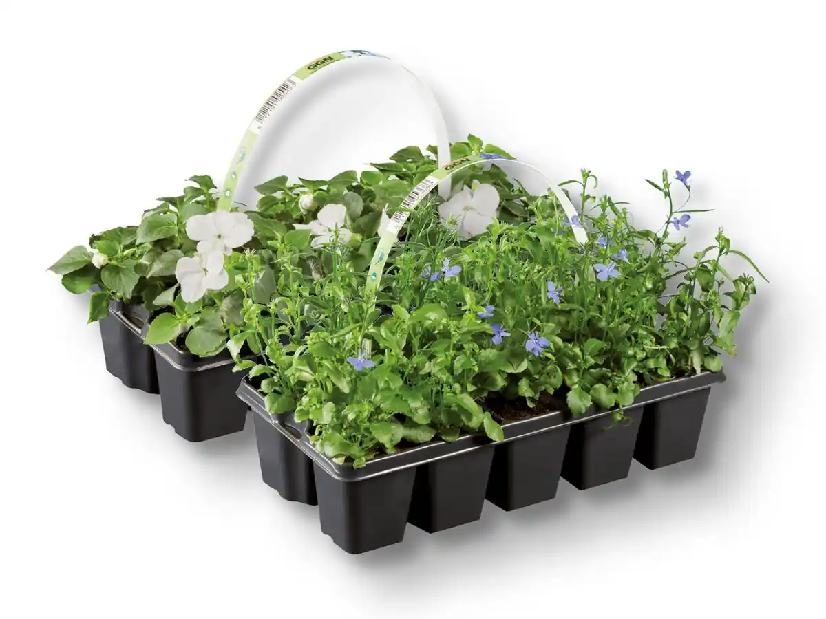 Bild 1 von Beetpflanzen