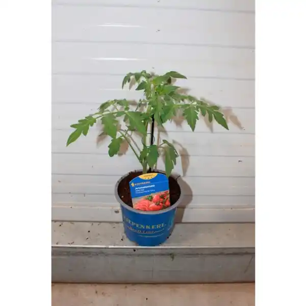 Bild 2 von Tomatenpflanze, veredelt, im Topf Ø: 12 cm