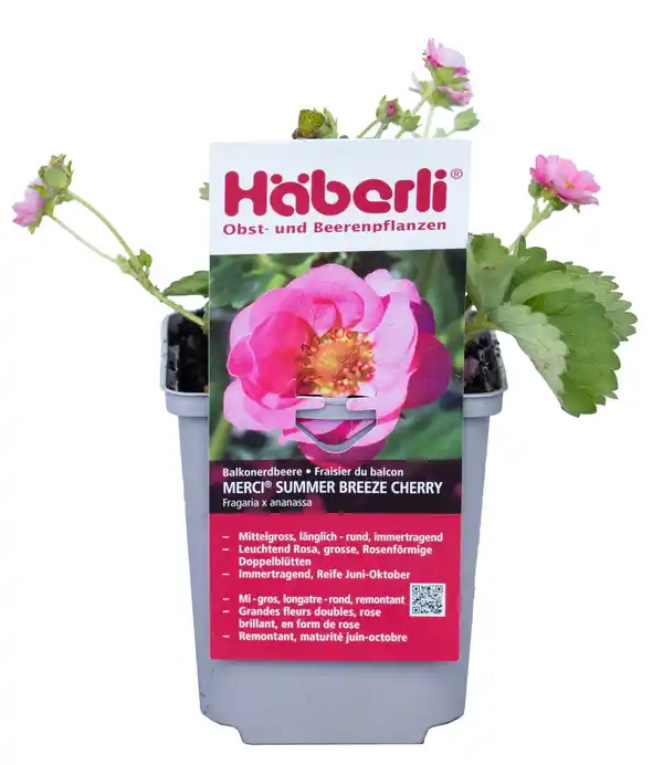 Bild 1 von Fragaria × ananassa Summer Breeze Cherry Häberli-Erdbeere 1 L