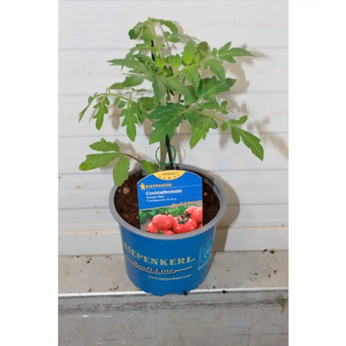 Bild 2 von Tomatenpflanze, veredelt, im Topf Ø: 12 cm