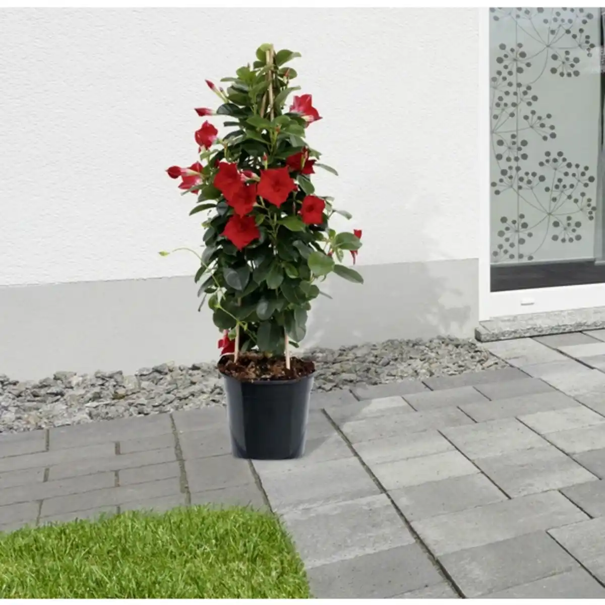 Bild 2 von Dipladenie, Mandevilla sanderi, Blüte: Rot