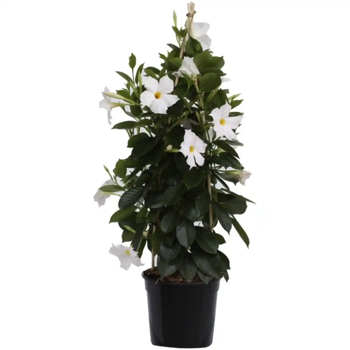 Bild 1 von Dipladenie, Mandevilla sanderi, Blüte: Weiß