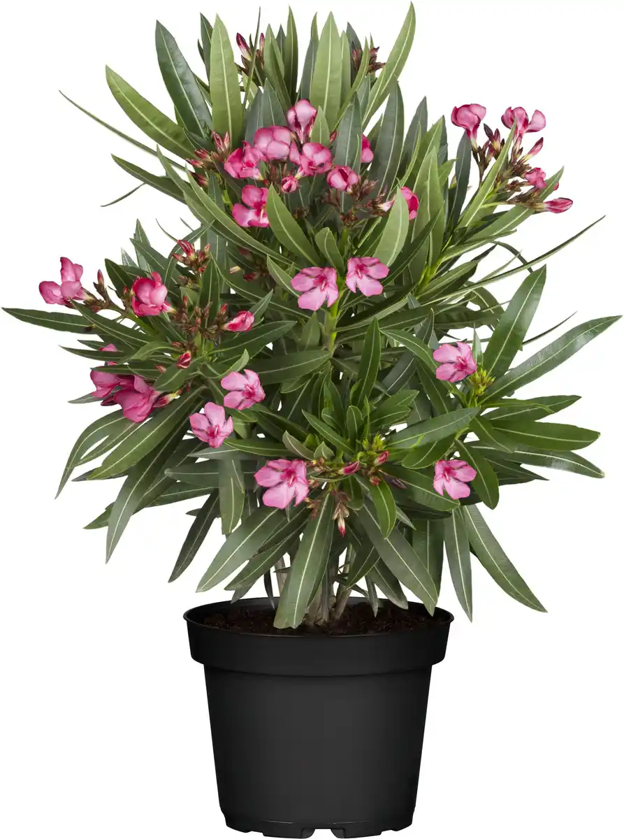 Bild 1 von Oleander Busch Nerium oleander H 35 cm 14 cm Topf