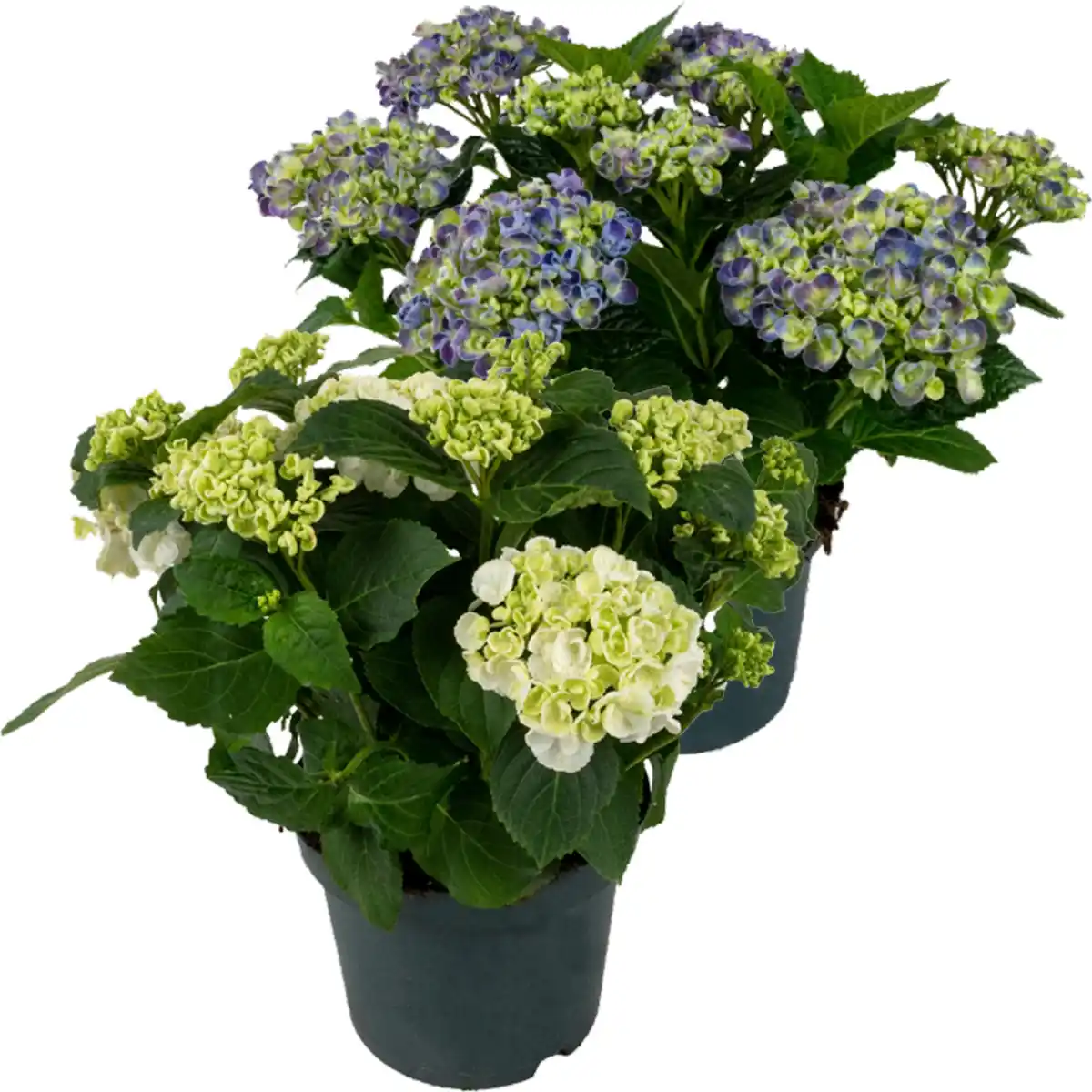 Bild 1 von Hortensien