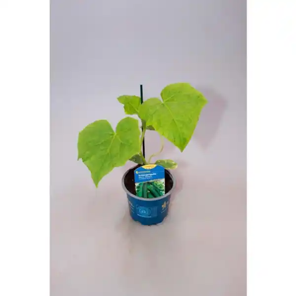Bild 2 von Gurkenpflanze Cucumis sativus »Maxime«, veredelt, im Topf Ø: 12 cm