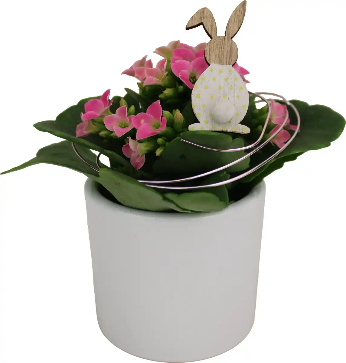Bild 1 von Arrangement Indoor Minitopf Mix 7 cm