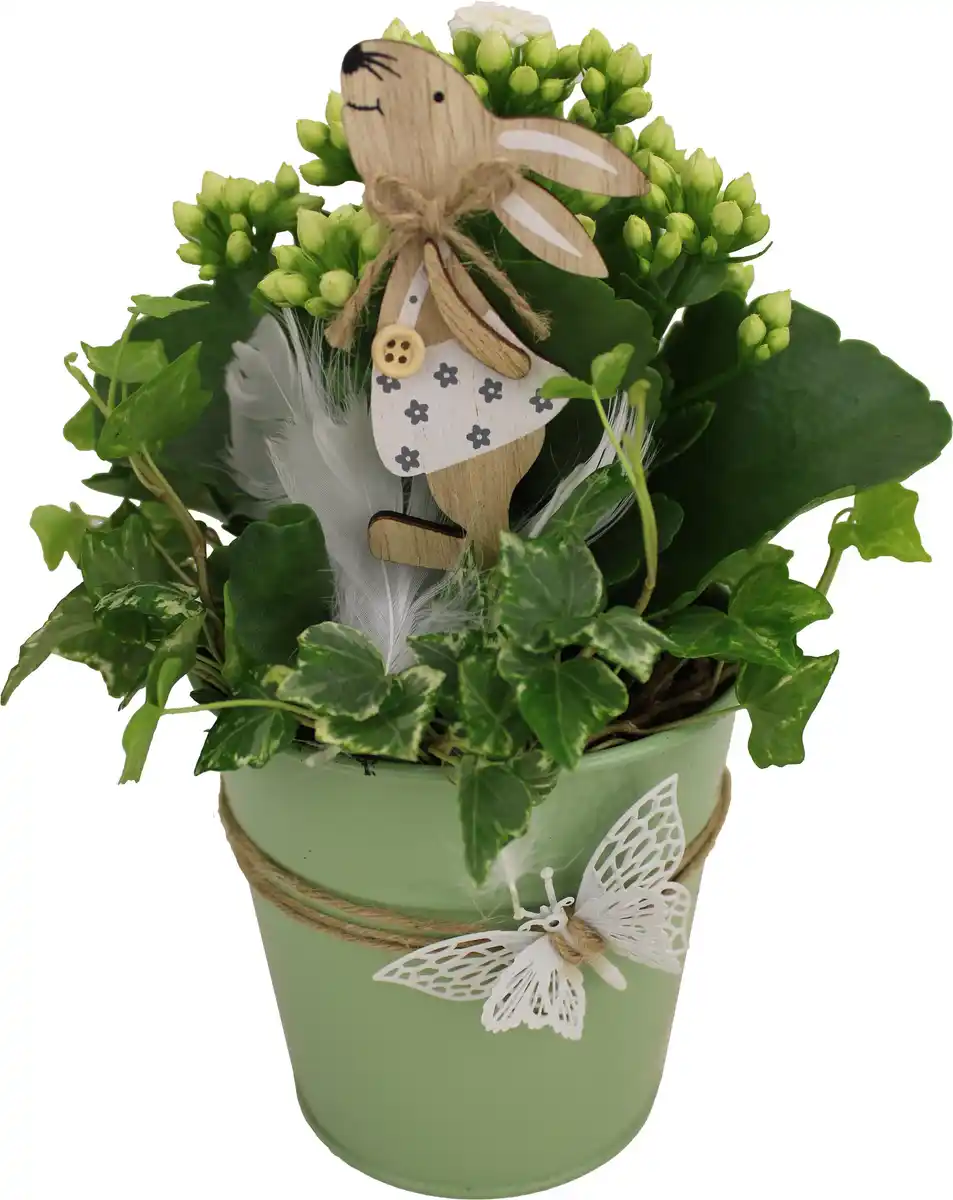 Bild 1 von Arrangement Indoor Topf bepflanzt mit Schmetterling 12 cm