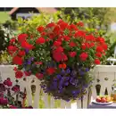 Bild 1 von Geranie, Pelargonium peltatum, Blüte: bunt