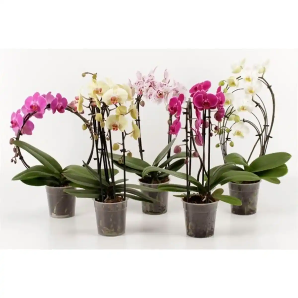 Bild 1 von Blühpflanze, Phalaenopsis, Orchidee, Formenmix