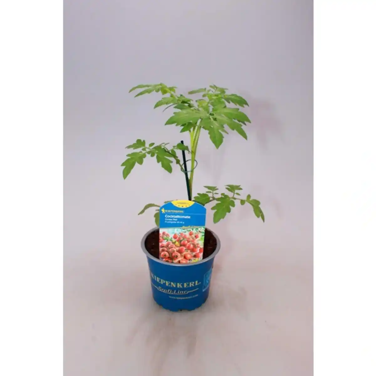 Bild 1 von Tomatenpflanze, veredelt, im Topf Ø: 12 cm