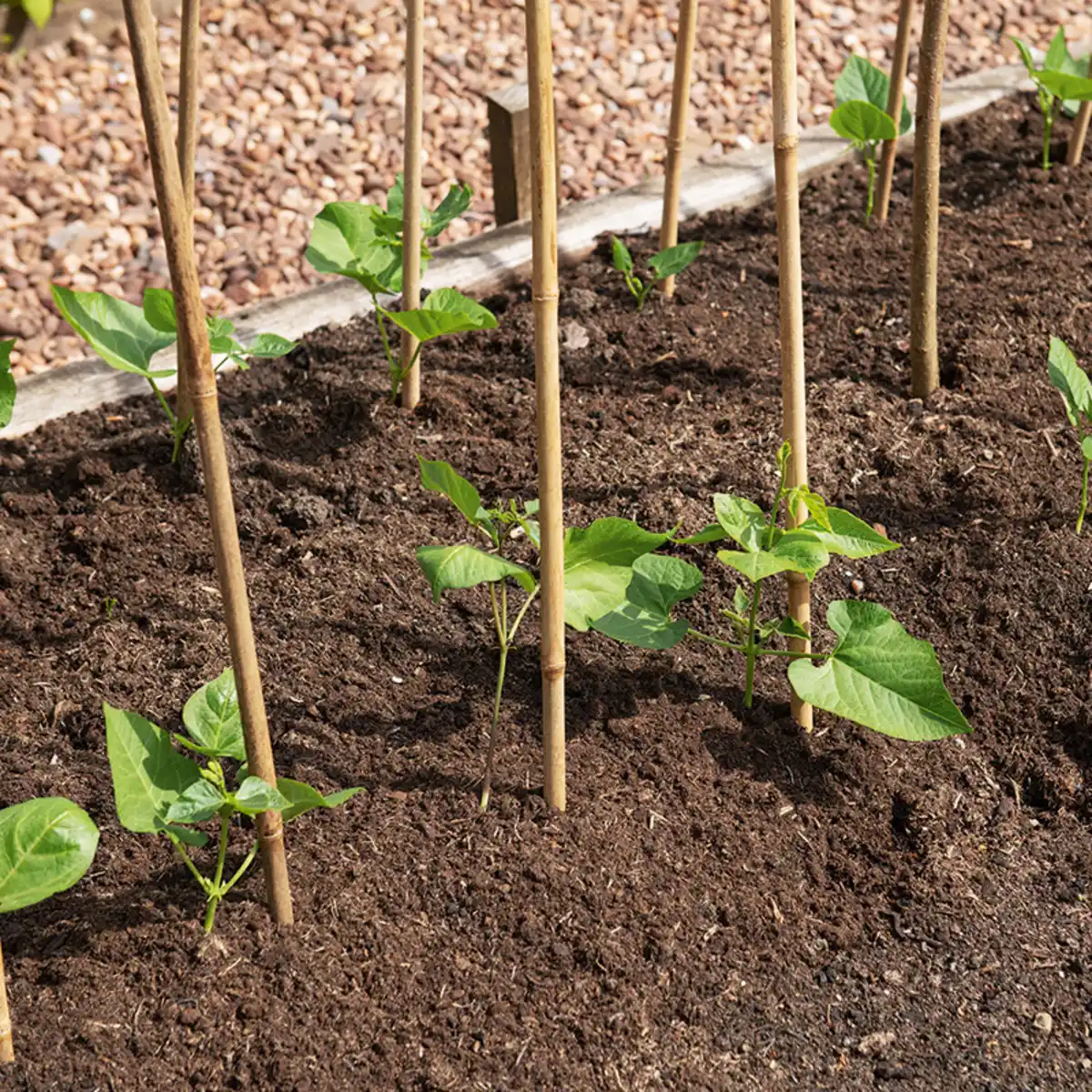 Bild 2 von Powertec Garden XL-Bambusstäbe