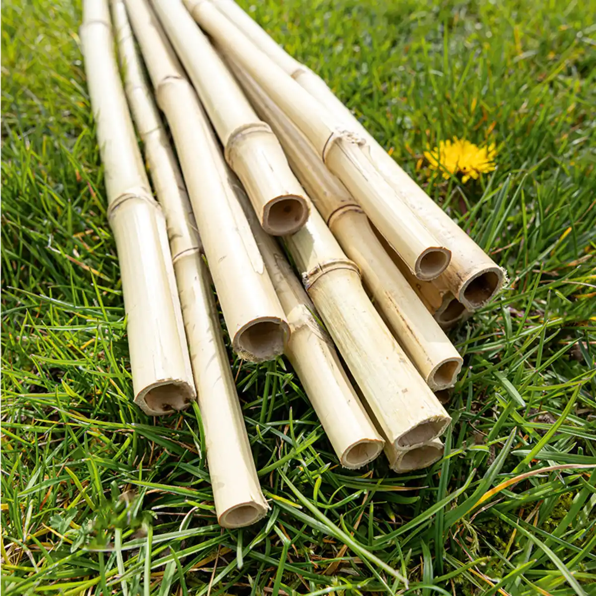 Bild 1 von Powertec Garden XL-Bambusstäbe