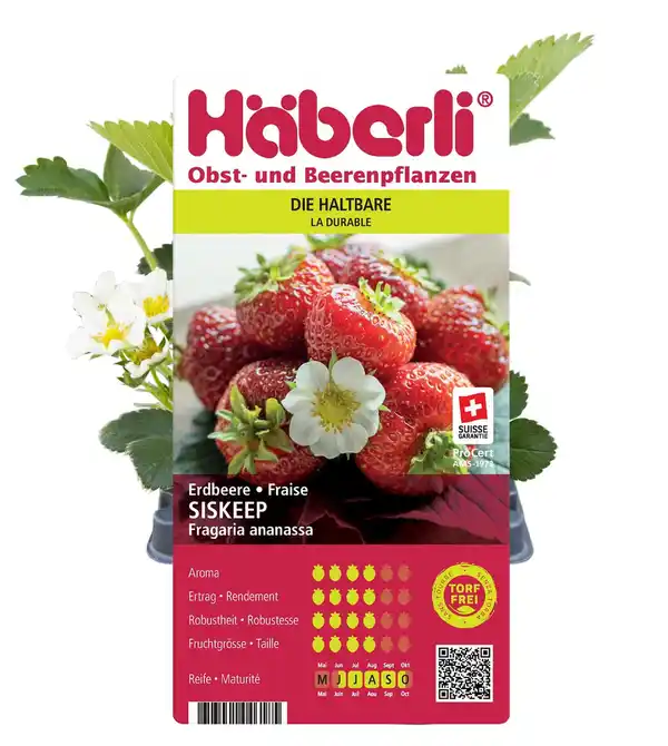 Bild 1 von Fragaria × ananassa Siskeep Häberli-Erdbeere 4er Set