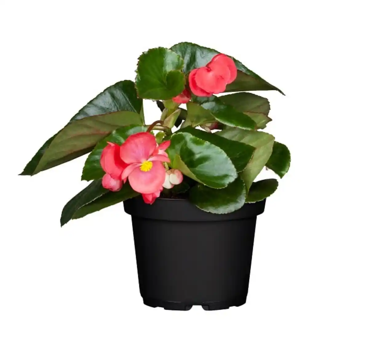 Bild 1 von Eisbegonie Begonia semperflorens H 15 cm 10,5 cm Topf