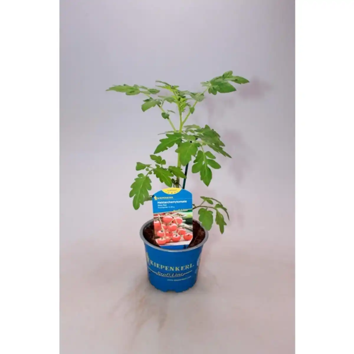 Bild 1 von Tomatenpflanze, veredelt, im Topf Ø: 12 cm