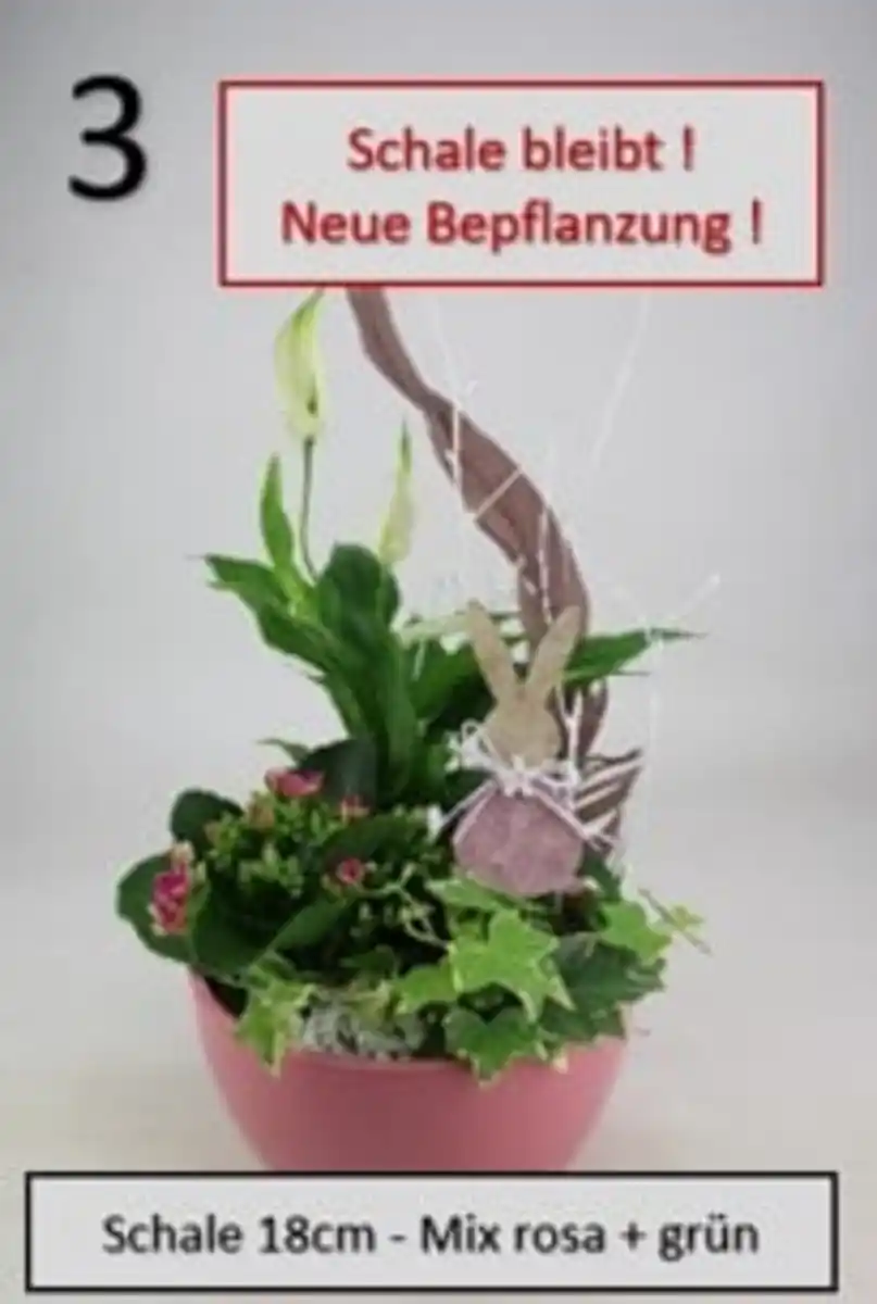 Bild 1 von Arrangement Indoor Keramikschale Pflanzen-Mix 18 cm