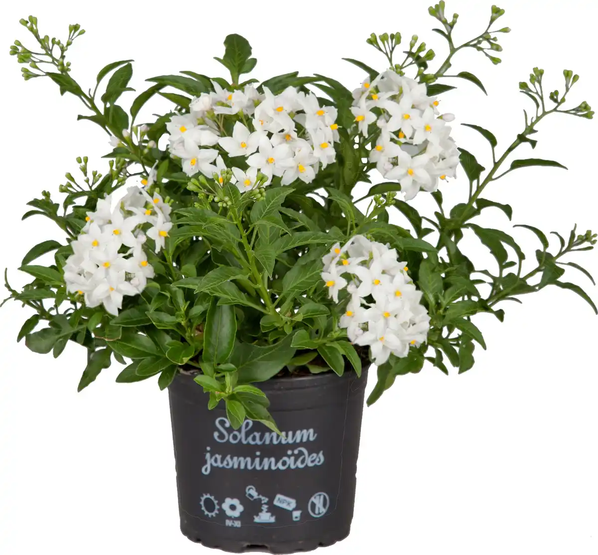 Bild 1 von Nachtschatten Solanum jasminoides H ca 20 cm 12 cm Topf