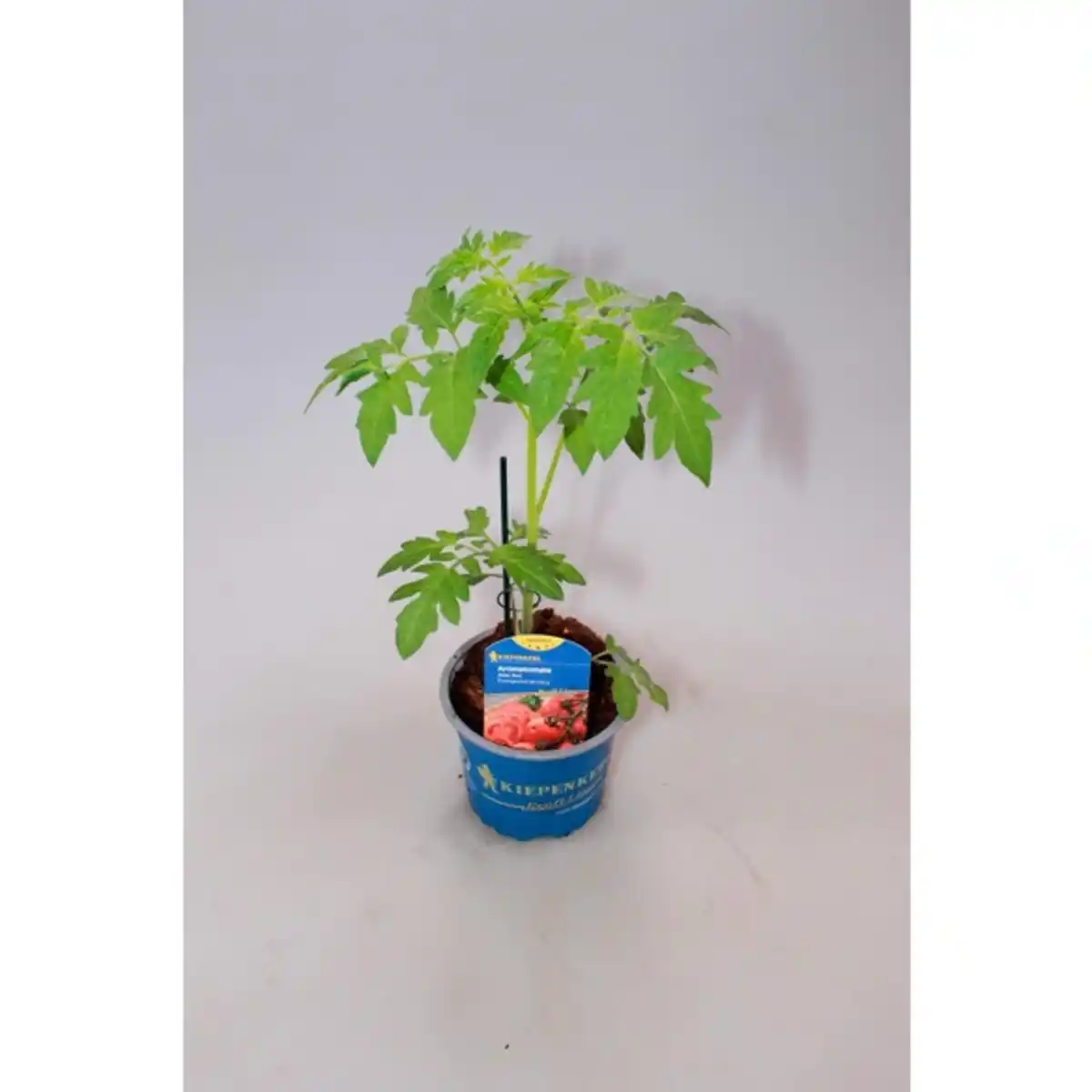 Bild 3 von Tomatenpflanze, veredelt, im Topf Ø: 12 cm