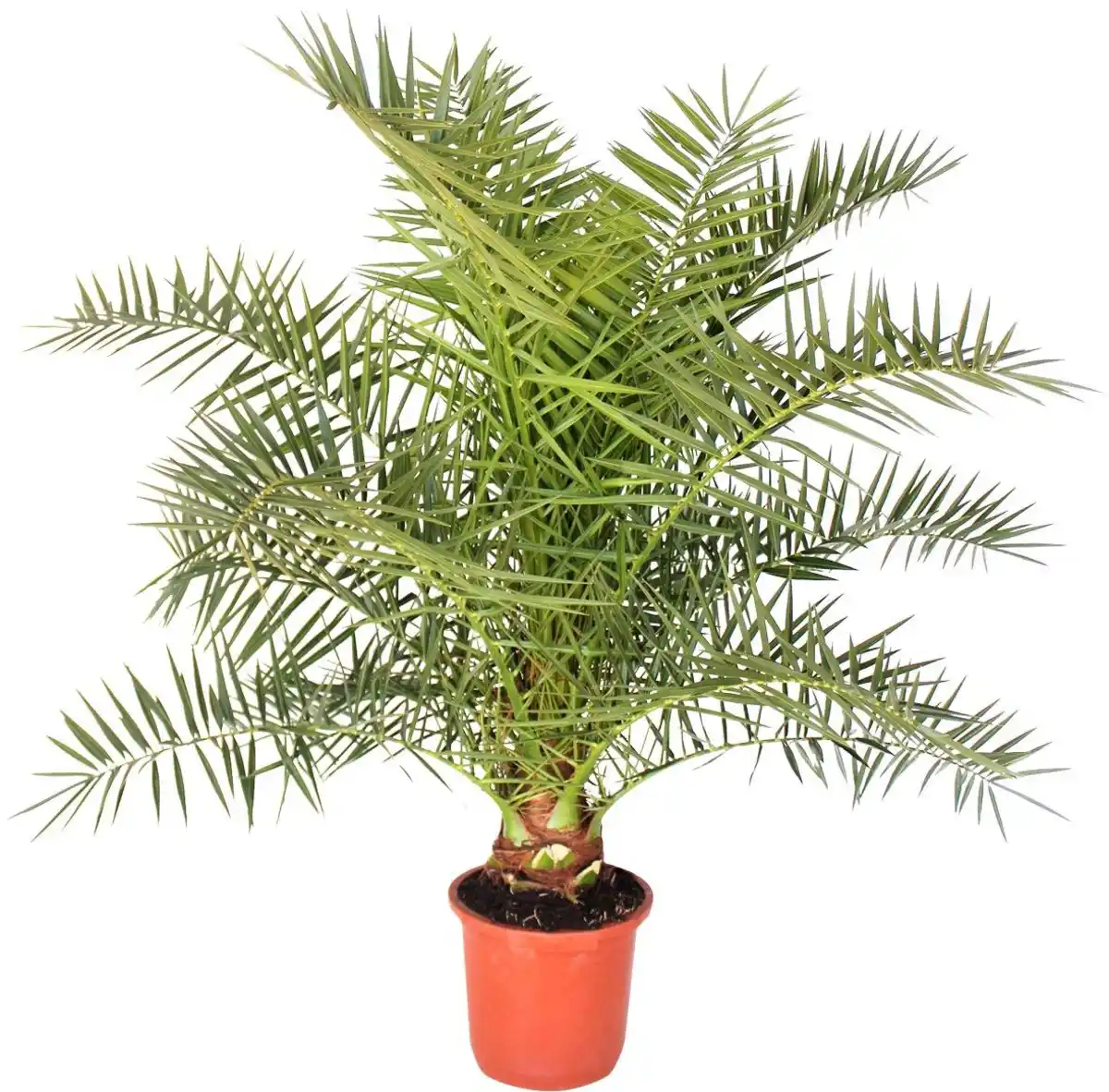 Bild 1 von Dattelpalme 160-180 cm 30 cm Topf