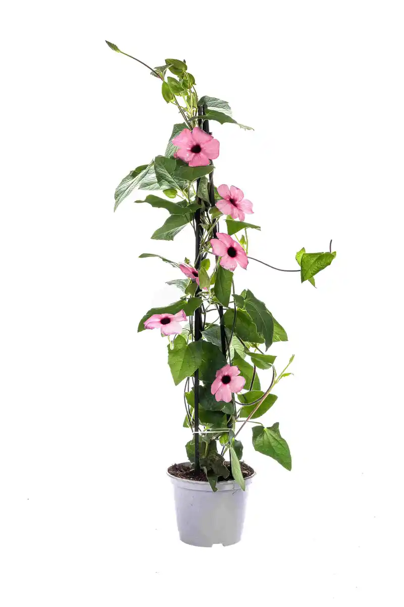 Bild 1 von Thunbergia Alata 'Sunny Susy' Schwarzäugige Susanne 13 cm
