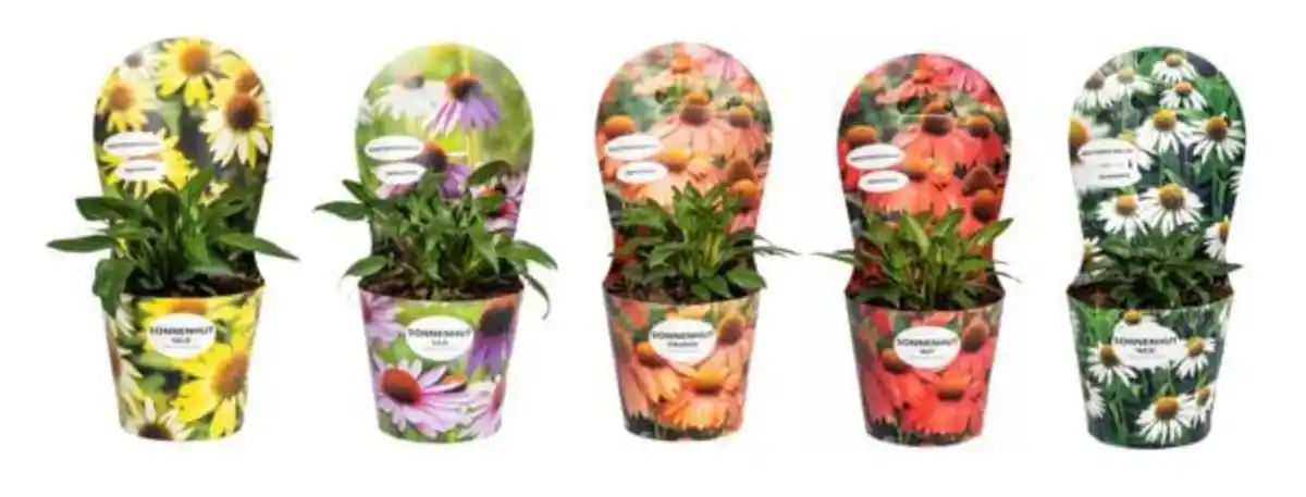 Bild 1 von Echinacea purpurea Sonnenhut 19 cm