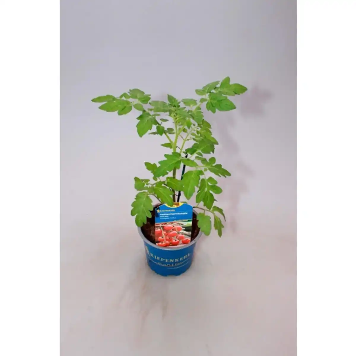 Bild 3 von Tomatenpflanze, veredelt, im Topf Ø: 12 cm