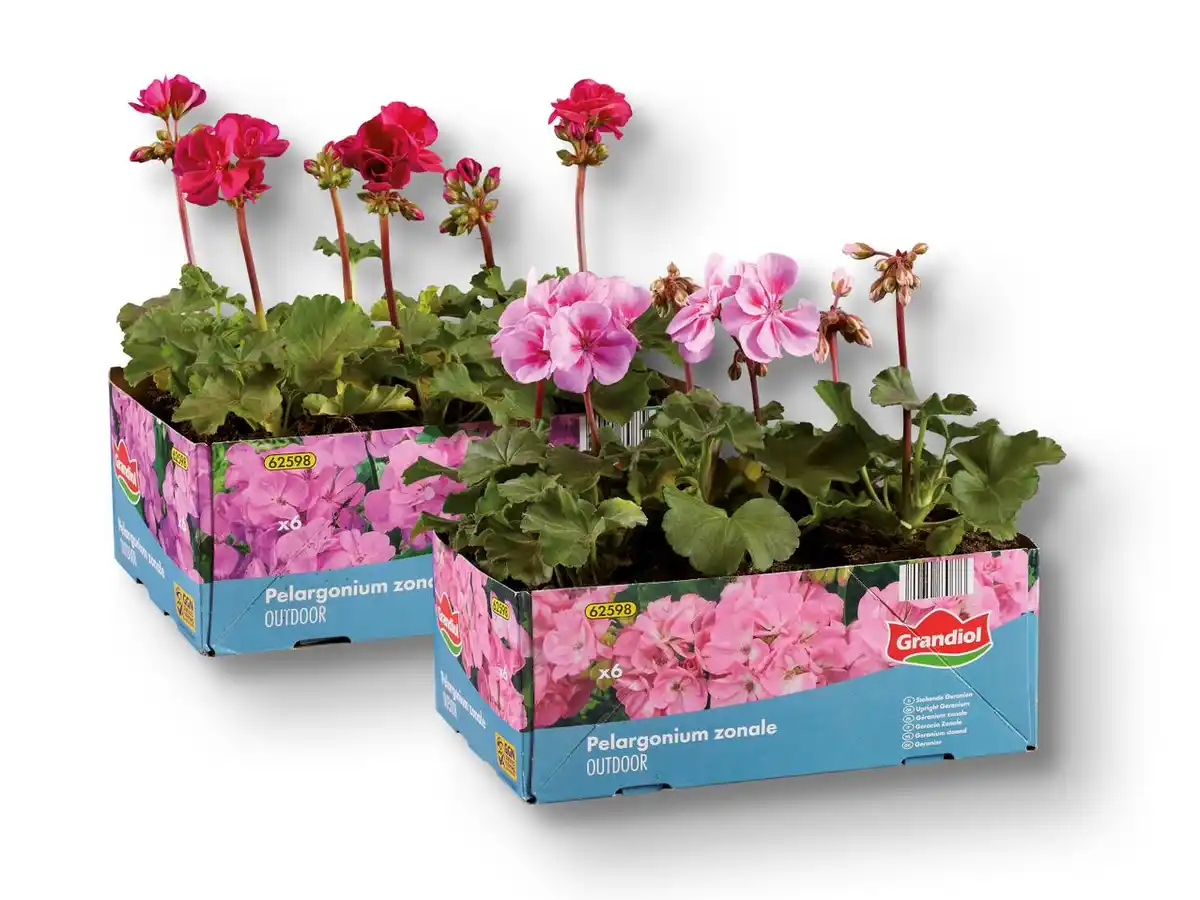 Bild 1 von Geranien stehend