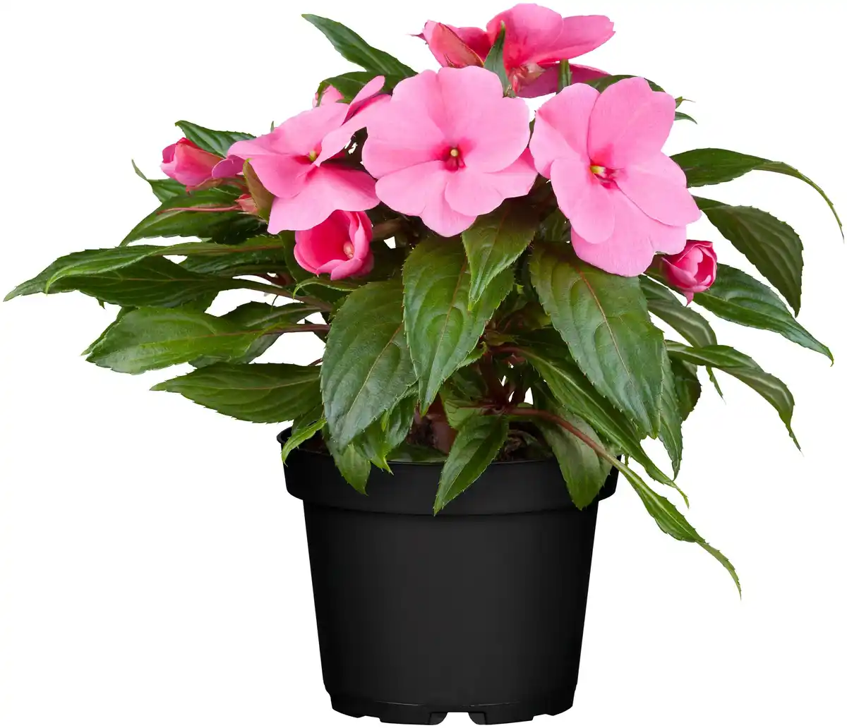 Bild 1 von Edellieschen Impatiens Neu-Guinea H 22,5 cm 12 cm Topf