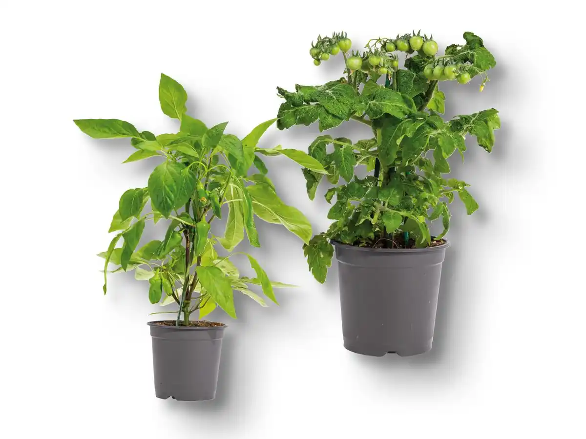 Bild 1 von Balkongemüse