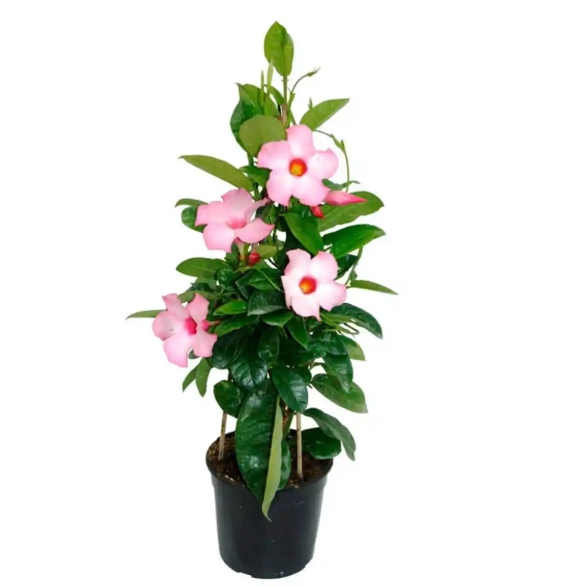 Bild 1 von Dipladenie, Mandevilla sanderi, Blüte: Rosa
