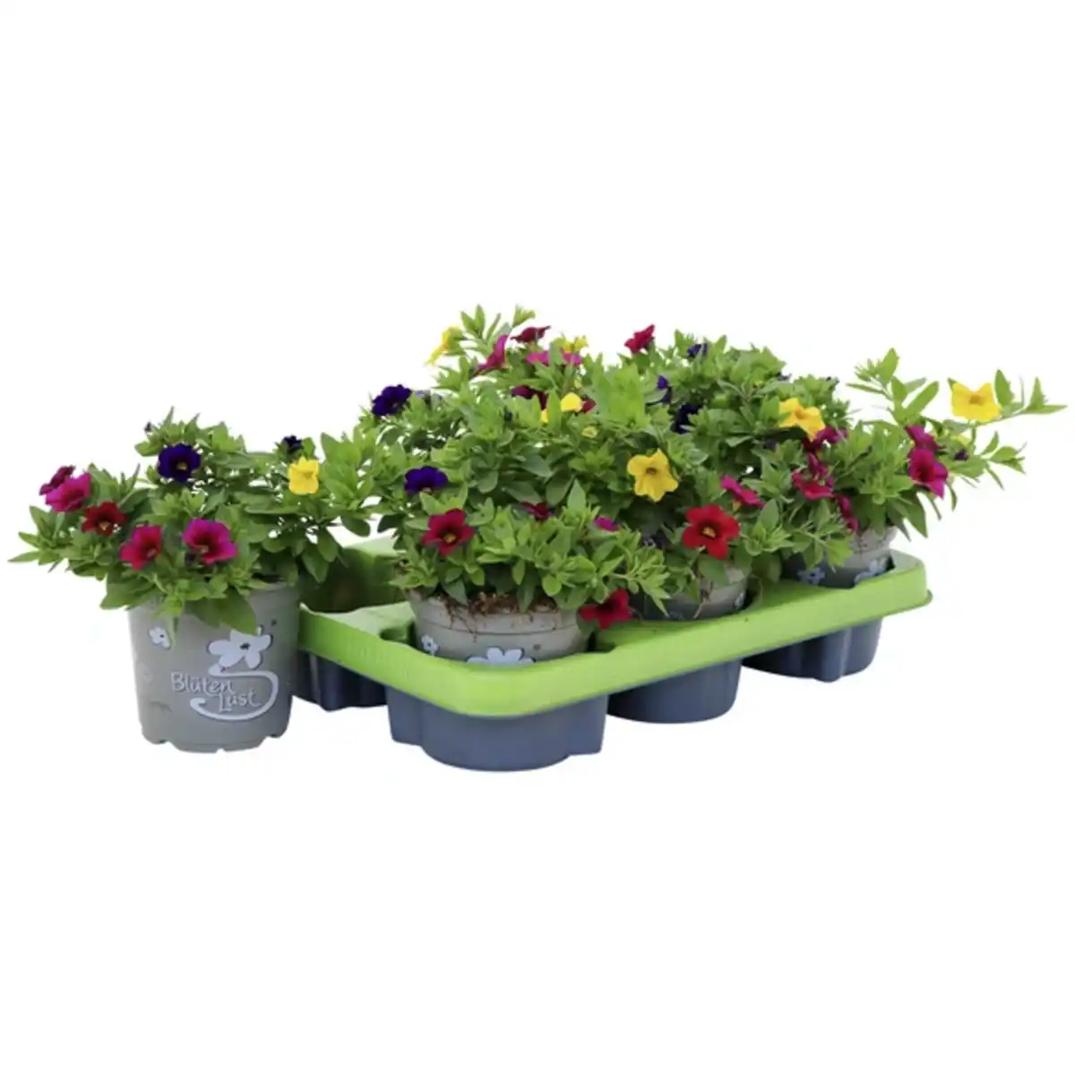 Bild 2 von Zauberglöckchen, Calibrachoa »Trio Pastell«, Blüte: mehrfarbig