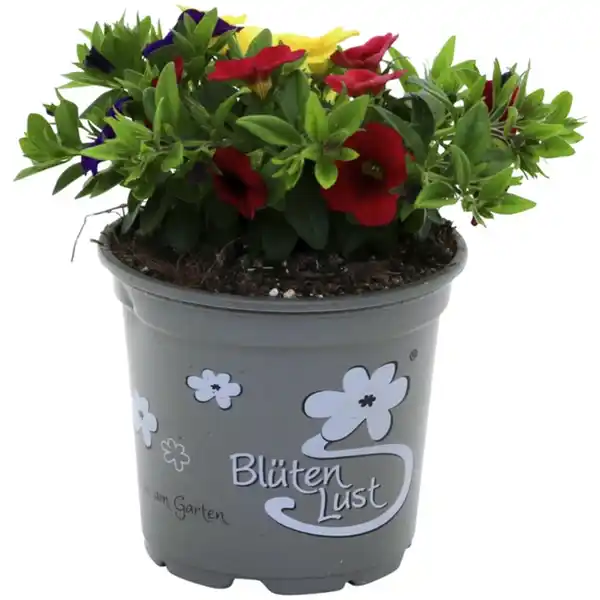 Bild 4 von Zauberglöckchen, Calibrachoa »Trio Pastell«, Blüte: mehrfarbig