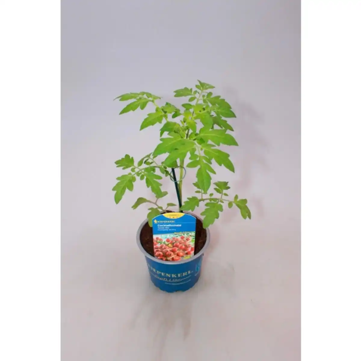 Bild 3 von Tomatenpflanze, veredelt, im Topf Ø: 12 cm